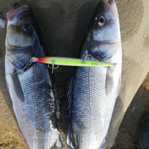 wily crafty maket balık_010