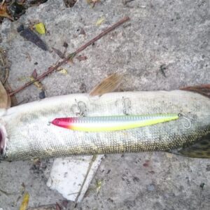 wily crafty maket balık_0100