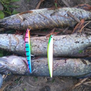 wily crafty maket balık_090